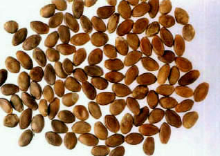 Gualouzi